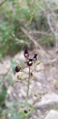 Scrophularia atrata