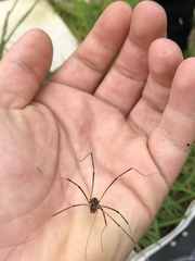Dicranopalpus pulchellus