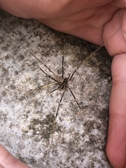 Dicranopalpus pulchellus