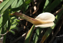 Vicia sericocarpa