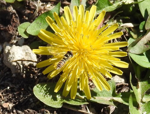 Unknown species found near Miller County, MO, USA
