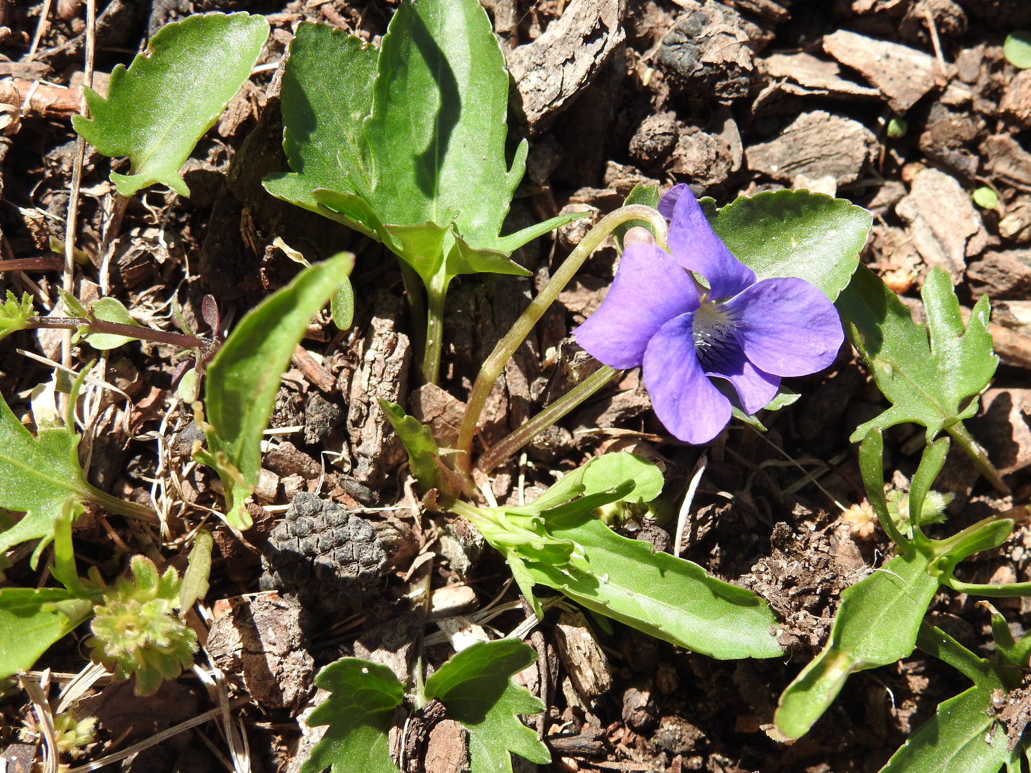 Violeta de campo