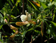 Vicia sericocarpa