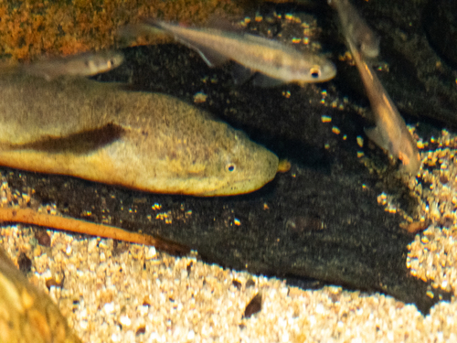 Marbled Swamp Eel