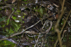 Otus rutilus rutilus