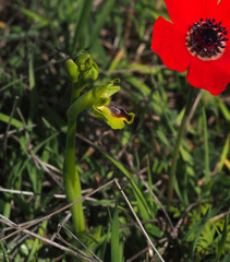 Ophrys lutea galilaea