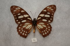 Graphium leonidas leonidas