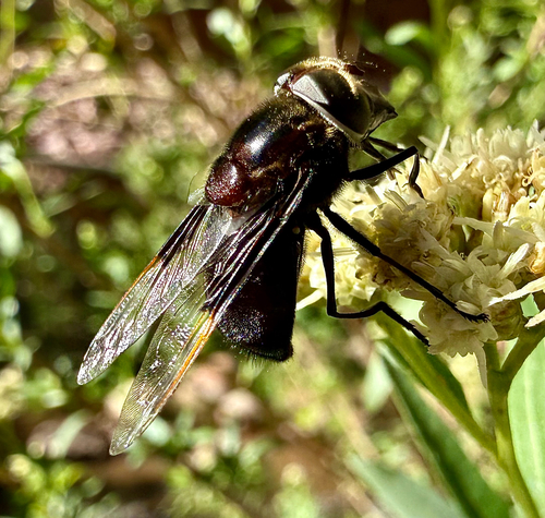 Unknown species found near Phantom Ranch Trail, Grand Canyon, AZ, US