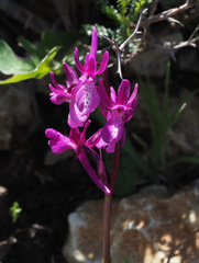 Orchis anatolica
