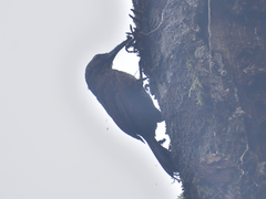 Xiphocolaptes promeropirhynchus