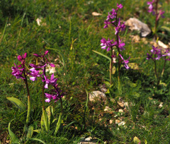 Orchis anatolica