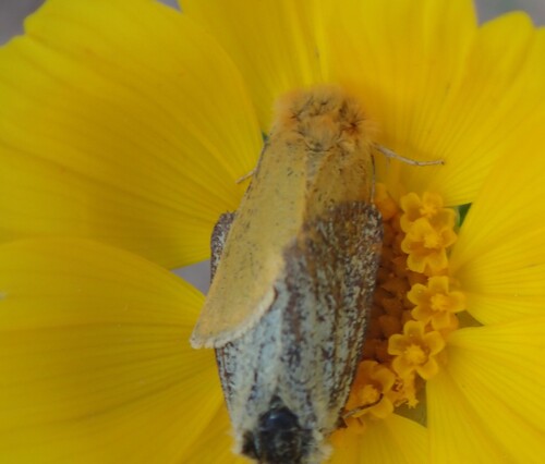 Xanthothrix ranunculi