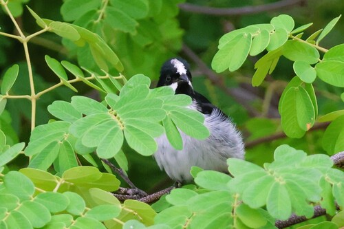 Lined Seedeater (Sporophila lineola), photo 6