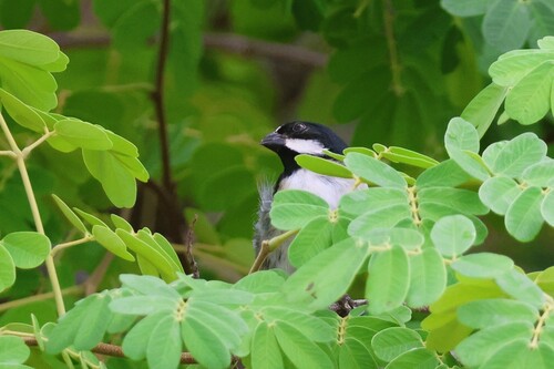 Lined Seedeater (Sporophila lineola), photo 10