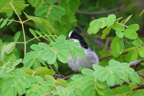 Lined Seedeater (Sporophila lineola), photo 7