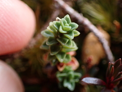 (c) Benjamin Lavin, some rights reserved (CC BY) Forstera sedifolia, photograph (c) Benjamin Lavin, some rights reserved (CC BY)