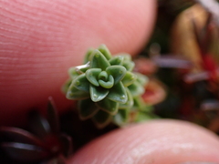 (c) Benjamin Lavin, some rights reserved (CC BY) Forstera sedifolia, photograph (c) Benjamin Lavin, some rights reserved (CC BY)
