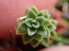 Forstera sedifolia, photograph (c) Benjamin Lavin, some rights reserved (CC BY)