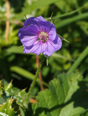 Erodium gruinum
