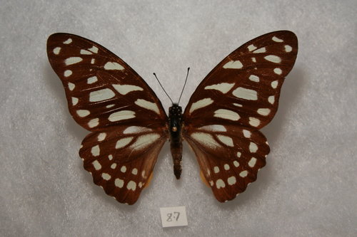 Common Veined Swordtail