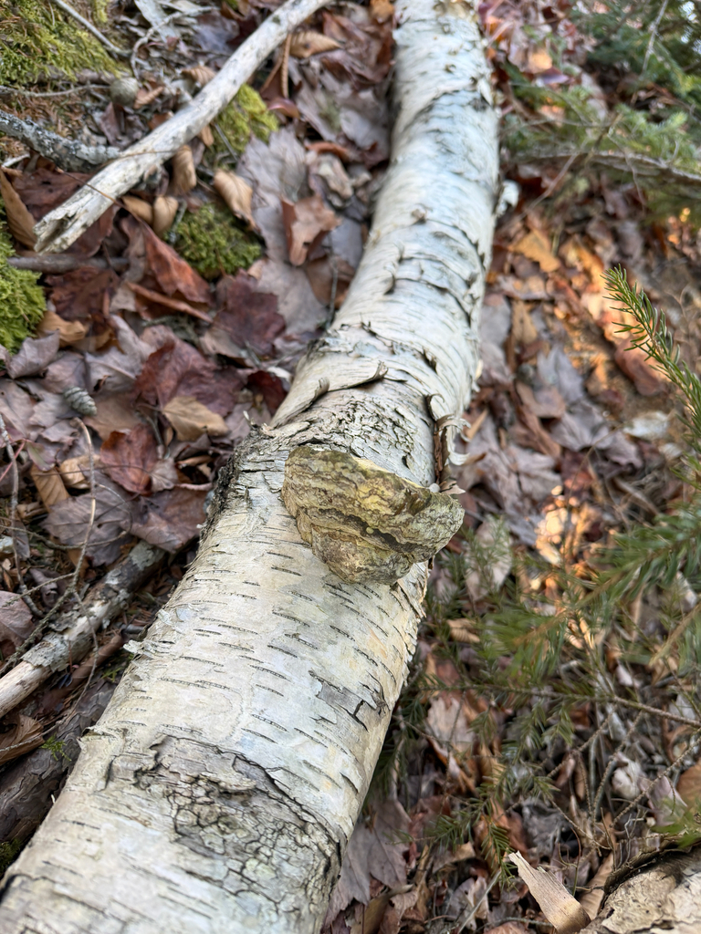 Fomes excavatus · March 2026 · photo: © mythical_mold (iNaturalist, cc-by)