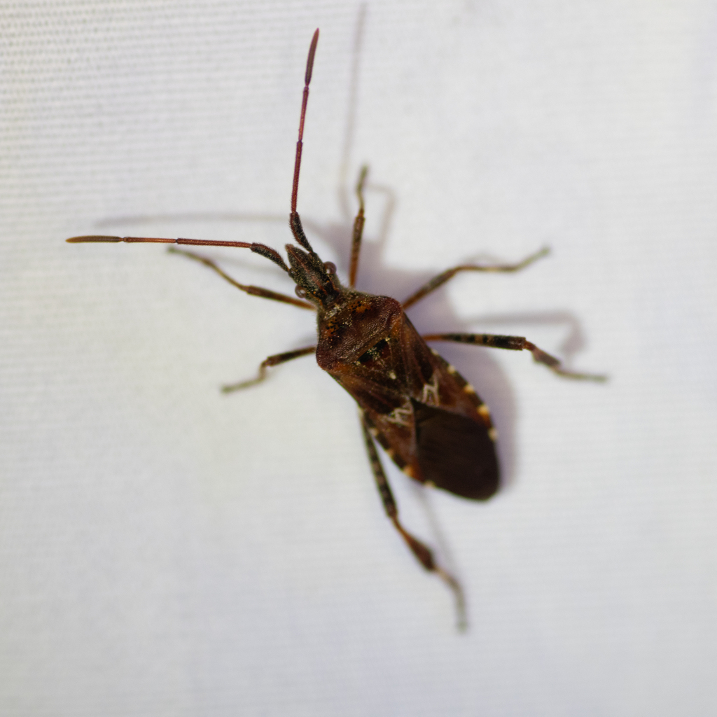 Western Conifer Seed Bug from Douglas County, OR, USA on September 7 ...