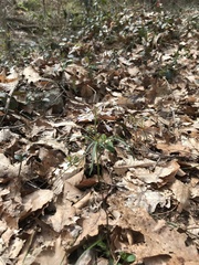 Cardamine concatenata