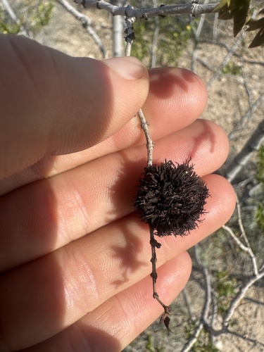 Unknown species found near Springs Preserve, Las Vegas, NV, US