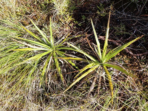 Petrie's Mountain Daisy (Celmisia petriei)
