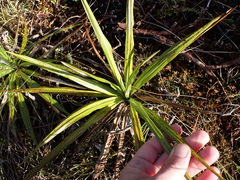 Celmisia petriei, photograph (c) Benjamin Lavin, some rights reserved (CC BY)