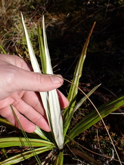 Celmisia petriei, photograph (c) Benjamin Lavin, some rights reserved (CC BY)