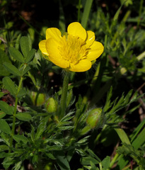 Ranunculus millefolius