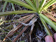 Celmisia petriei, photograph (c) Benjamin Lavin, some rights reserved (CC BY)