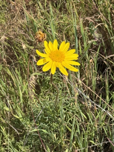 Sea Dahlia (Leptosyne maritima)