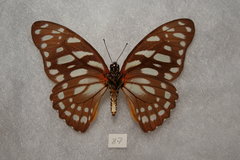 Graphium leonidas leonidas