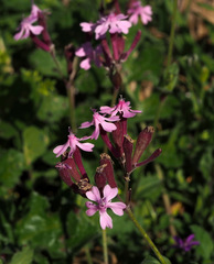 Silene aegyptiaca