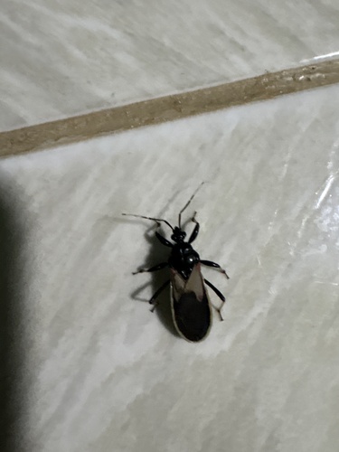 Brontostoma doughertyae