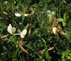 Vicia sericocarpa