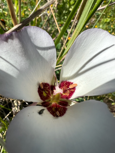 iNaturalist observation photo of Catalina mariposa lily