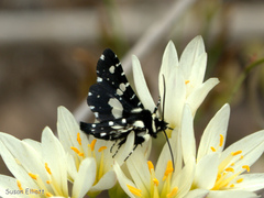 Pseudothyris sepulchralis