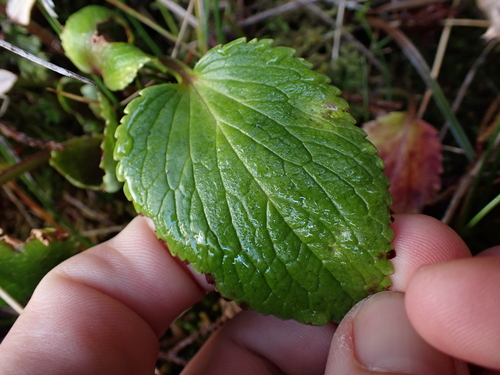 Ourisia macrocarpa, photograph 4
