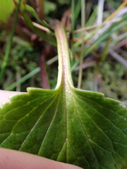Ourisia macrocarpa, photograph (c) Benjamin Lavin, some rights reserved (CC BY)