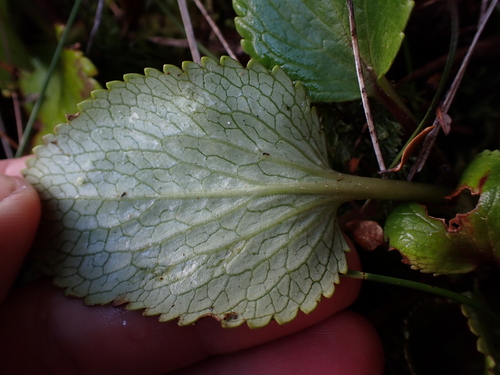 Ourisia macrocarpa, photograph 5