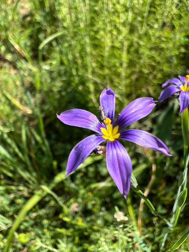 iNaturalist observation photo of western blue-eyed grass