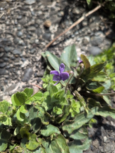 Long Sepal Violet (Viola inconspicua)