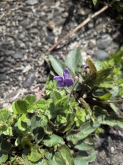 Viola inconspicua