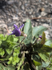 Viola inconspicua, photograph (c) IMORI MIHO, some rights reserved (CC BY)
