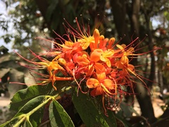 Saraca asoca