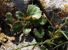 Umbilicus intermedius