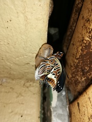 Charaxes